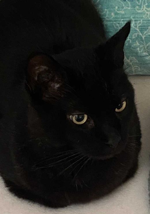 Maine Coon-Mix, schwarz
