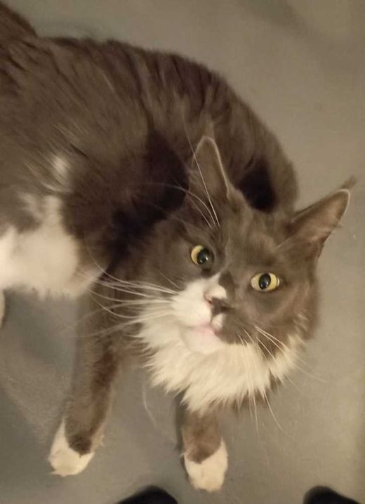 Maine Coon, blaugrau mit weiß