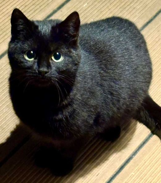 Bombay Cat, schwarz