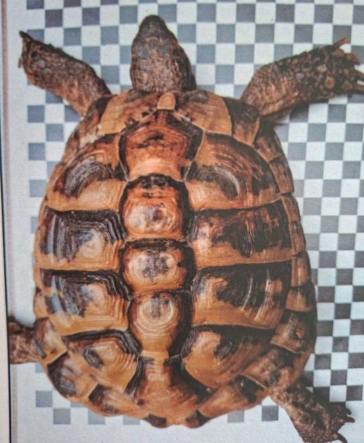 Testudo Hermanni, Brauntöne