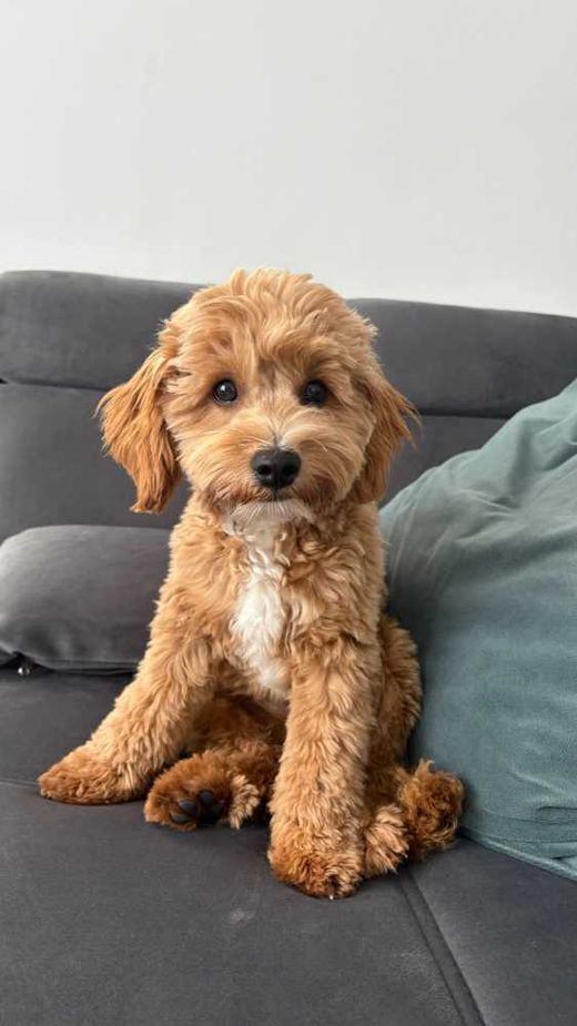 Maltipoo, Apricot Weiss