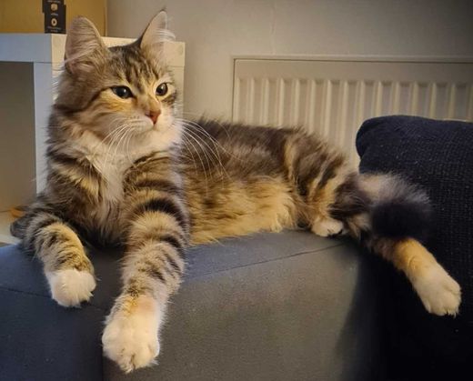 Maine Coon-Mix, weiß getigert