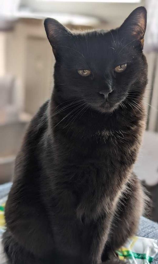Norwegische Waldkatze-Maine Coon-Mix, schwarz