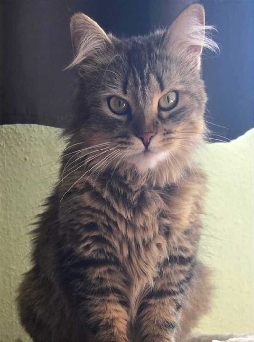 Mischling, getigert