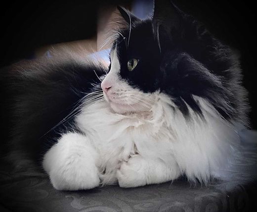 Langhaarkatze-Mix, schwarz-weiß