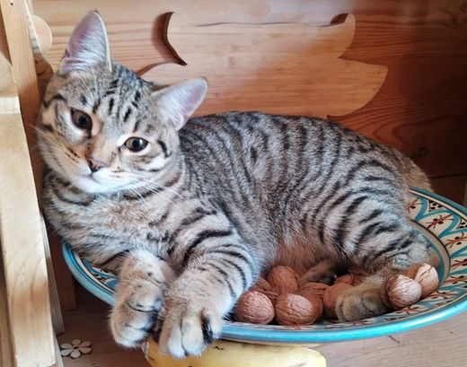 Europäisch Kurzhaar/ Bengal-Mix, grau getigert