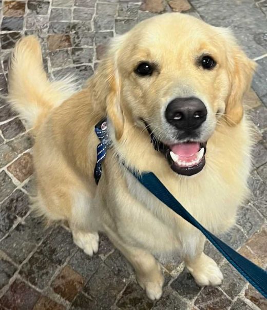Golden Retriever, gold