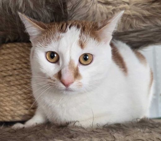 Perserkatze, weiß-rot