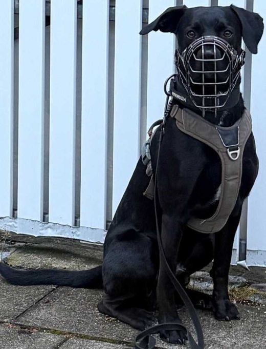 Mischlingshund, schwarz-braun-weiß