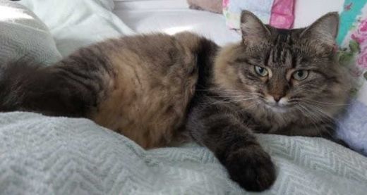 Europäische Langhaarkatze, grau-braun