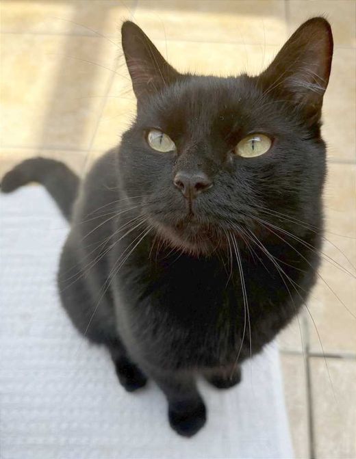Bombay Cat, dunkelbraun-schwarz
