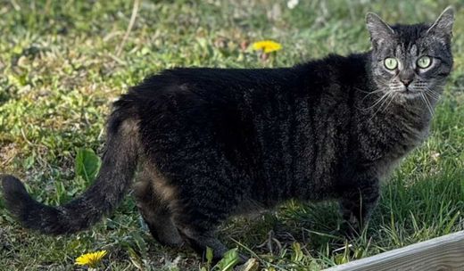 Europäisch Kurzhaar, schwarz-braun getigert