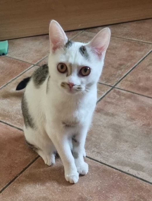 Hauskatze, weiß schwarz grau