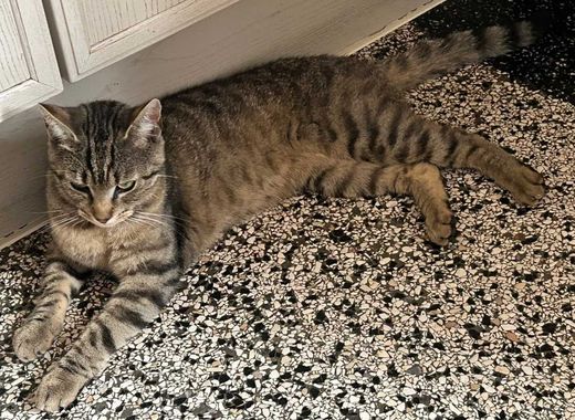 Hauskatze, grau mackerel tabby