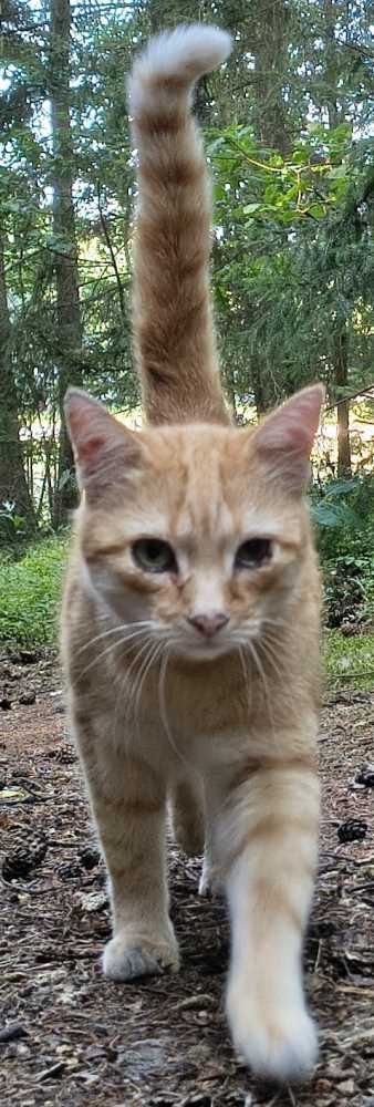 Hauskatze, rot getigert