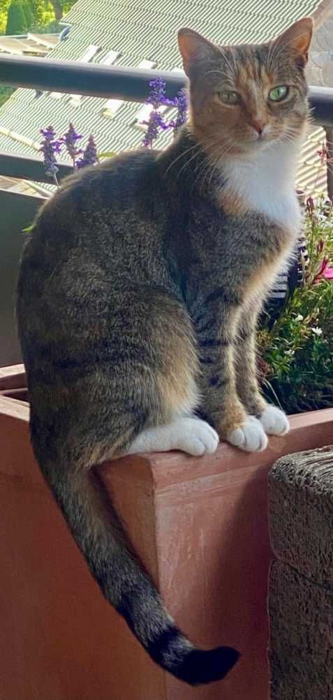 Hauskatze, rot-weiß-grau