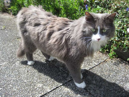 Norwegische Waldkatze-Mix, grau-braun