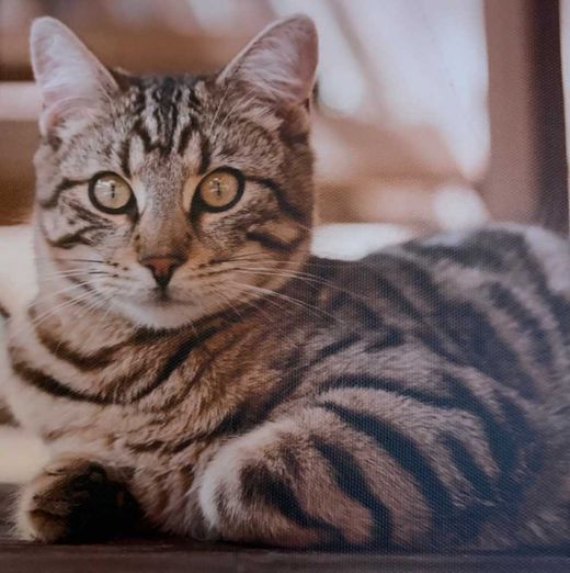 Bengal Cat-Mix, braun getigert