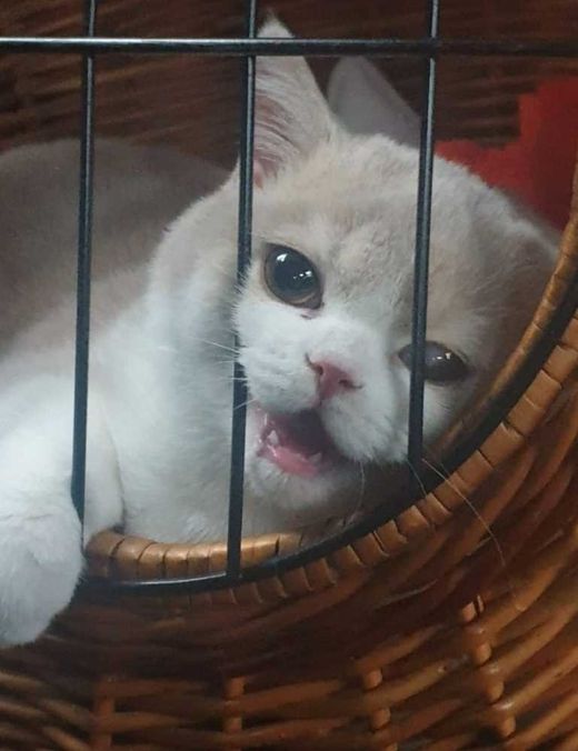 Britisch Kurzhaar, creme white