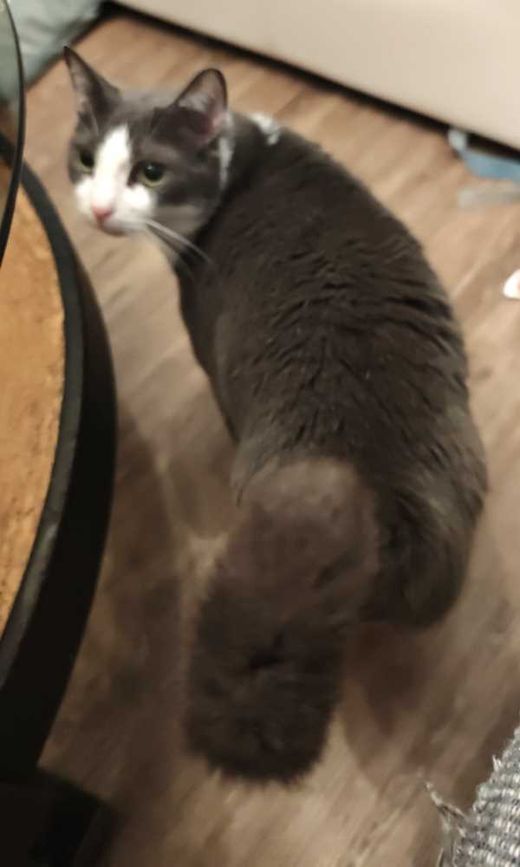 Hauskatze, grau-weiß