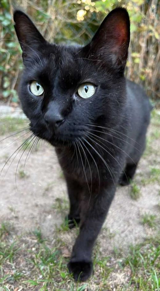 Maine Coon-Mix, schwarz