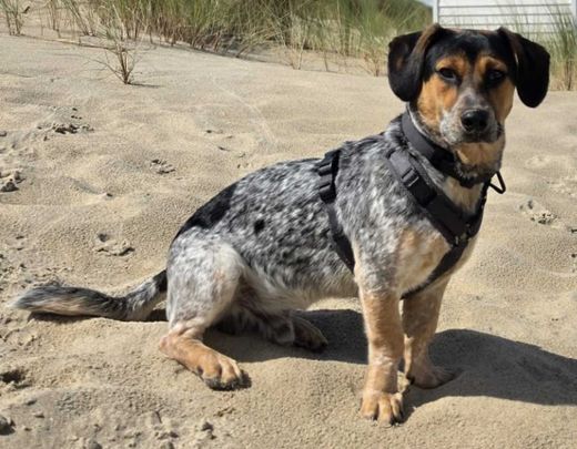 Mischlingshund, tricolor