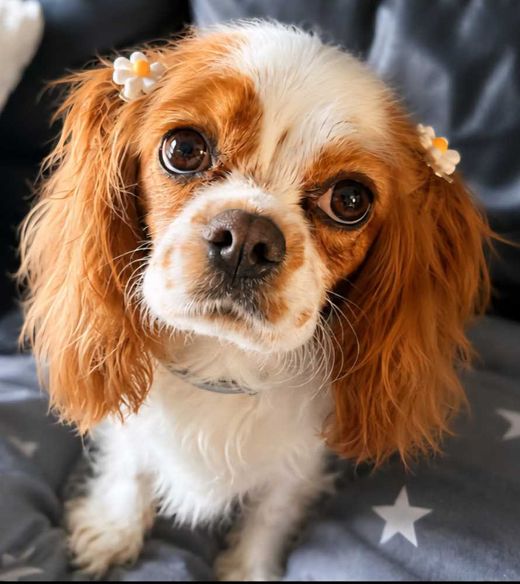 Cavalier King Charles Spaniel, blenheim