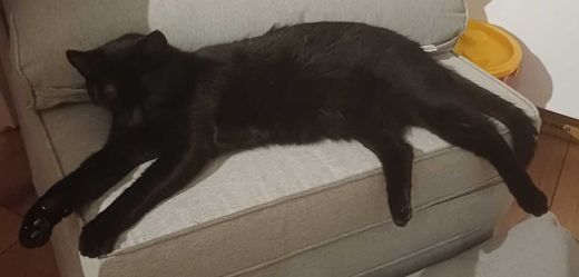 Europäisch Kurzhaar, Schwarz