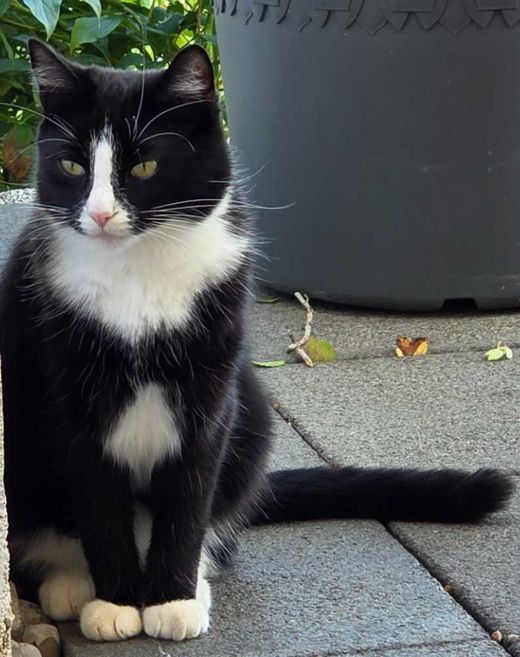 Hauskatze, schwarz mit weißen Abz.