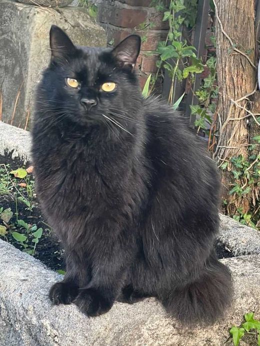 Hauskatze, schwarz