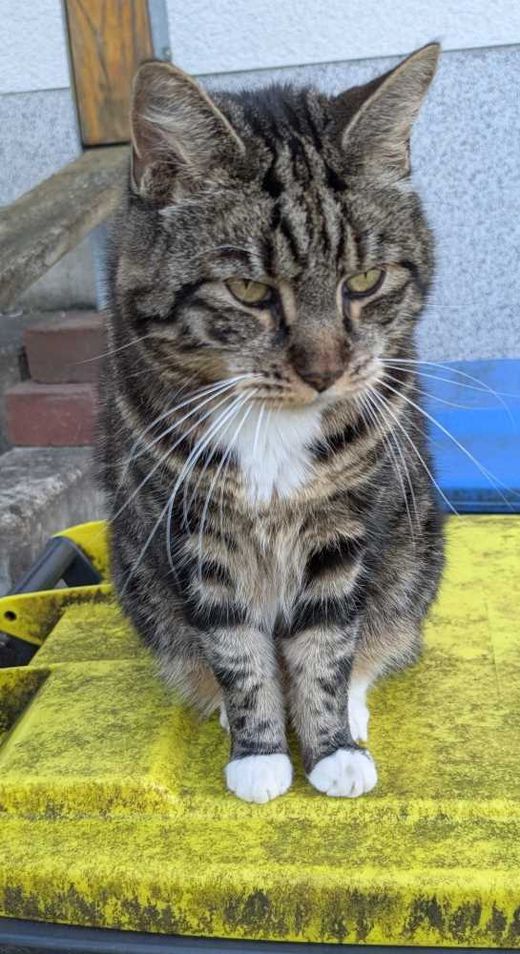 Maine Coon-Mix, getigert