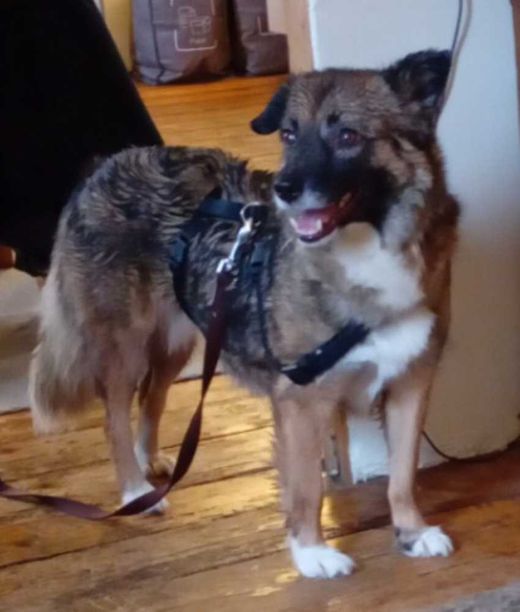 Mischlingshund, trial schwarz weiß brau