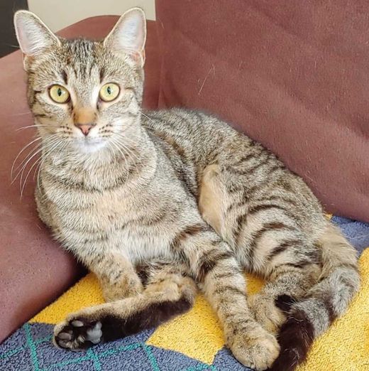 Hauskatze, grau-braun-schwarz
