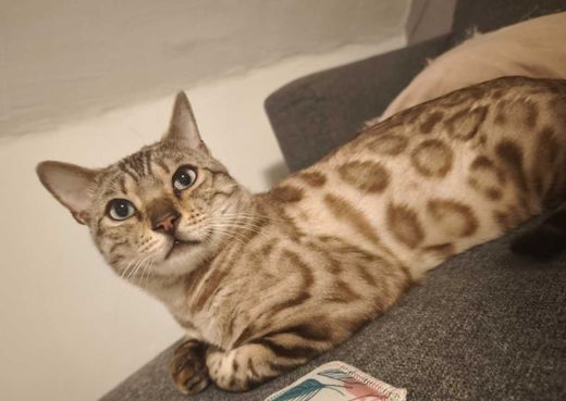 Bengal Cat, seal mink tabby spotted