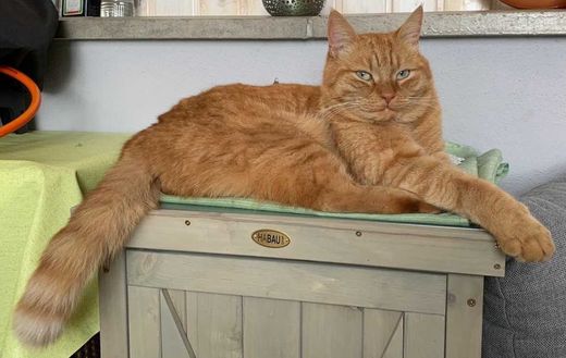 Hauskatze, rot