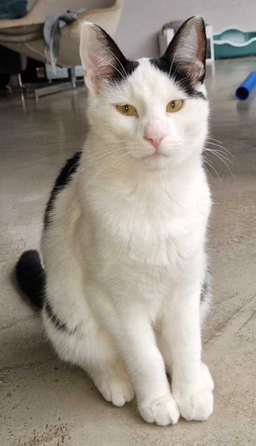 Hauskatze, weiß-schwarz