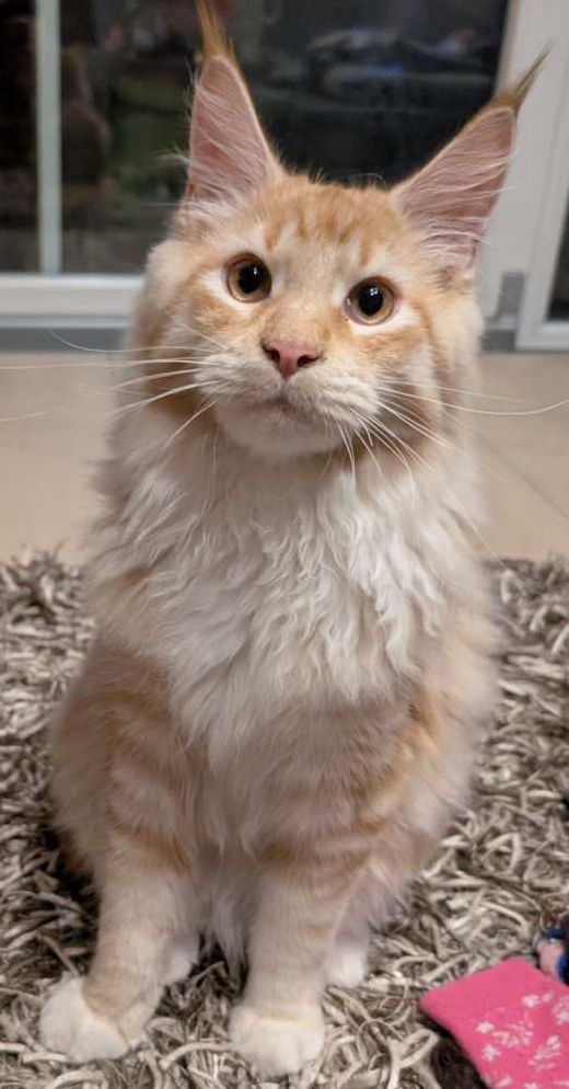 Maine Coon, rot-creme-weiß