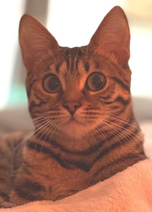 Bengal Cat-Mix, spotted