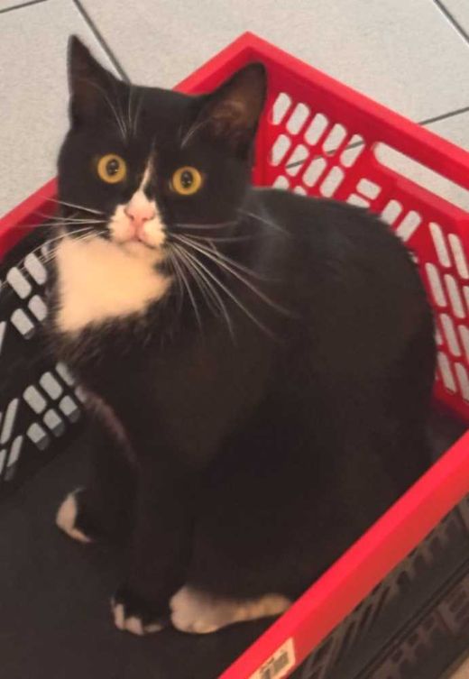 tuxedo, schwarz-weiß