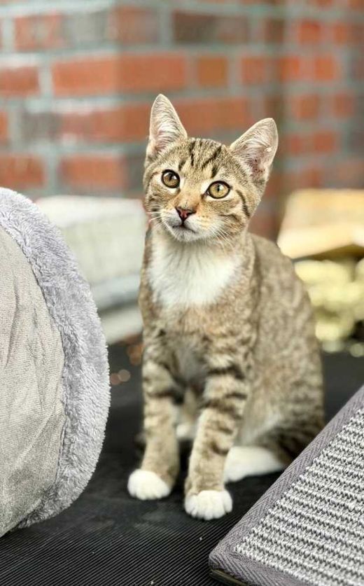 Mischling, beige getigert