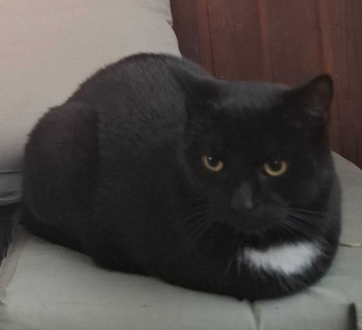 Hauskatze, schwarz, bißchen weiß