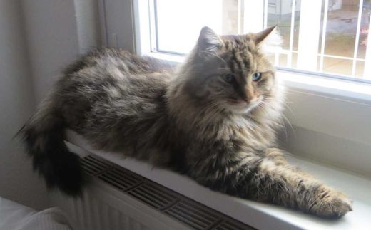 Europäische Langhaarkatze-Mix, getigert