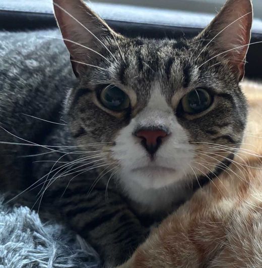 Britisch Kurzhaar-Mix, tabby mix