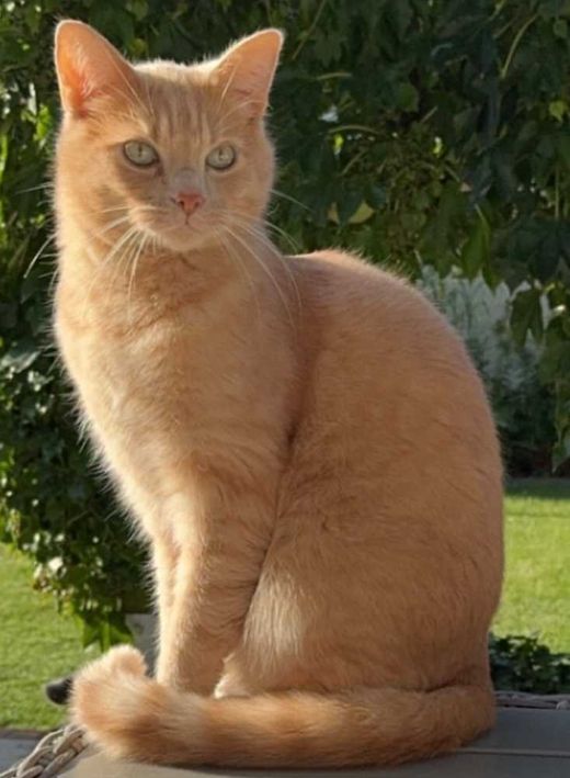 Europäisch Kurzhaar-Maine Coon-Mix, beige/hellbraun