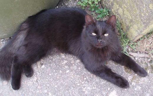 Europäische Langhaarkatze-Mix, schwarz