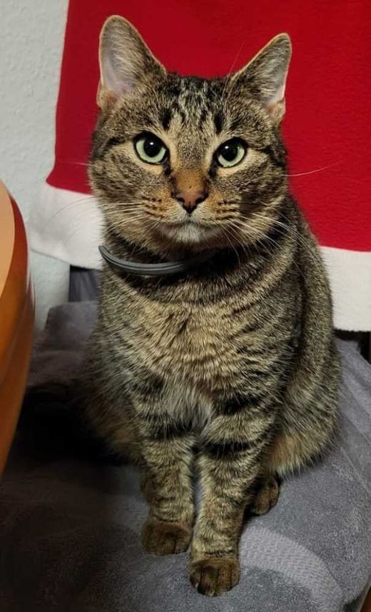 Hauskatze, grau getigert