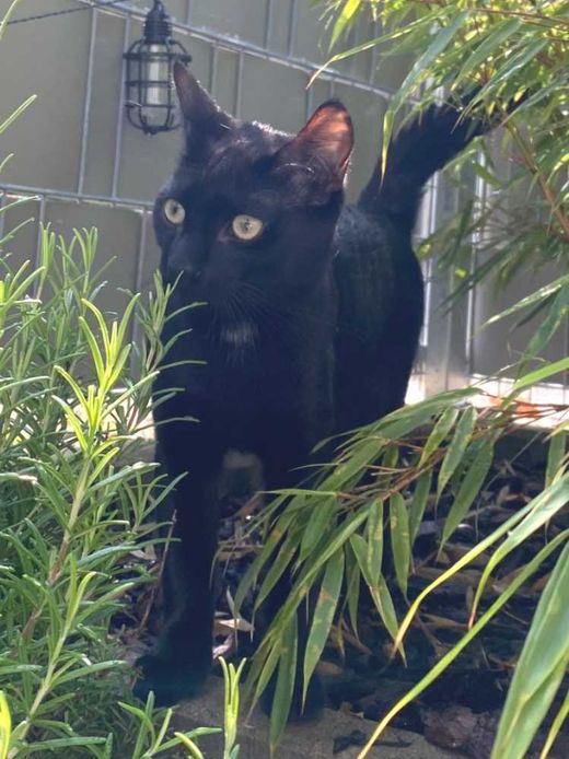 Siam-Mandarin-Britisch Langhaar-Mix, schwarz