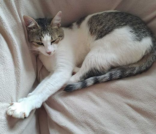 Hauskatze, weiß getigert