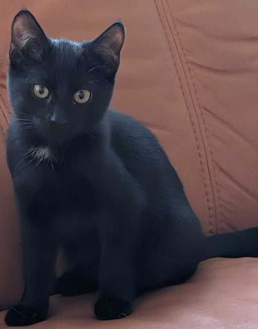 Mischling, Schwarz
