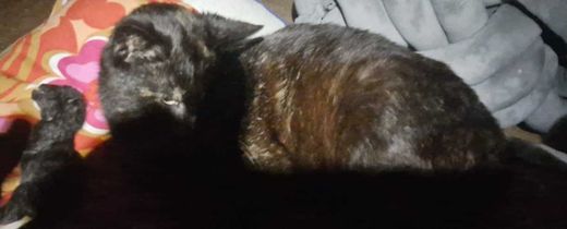 Mischling, schwarz